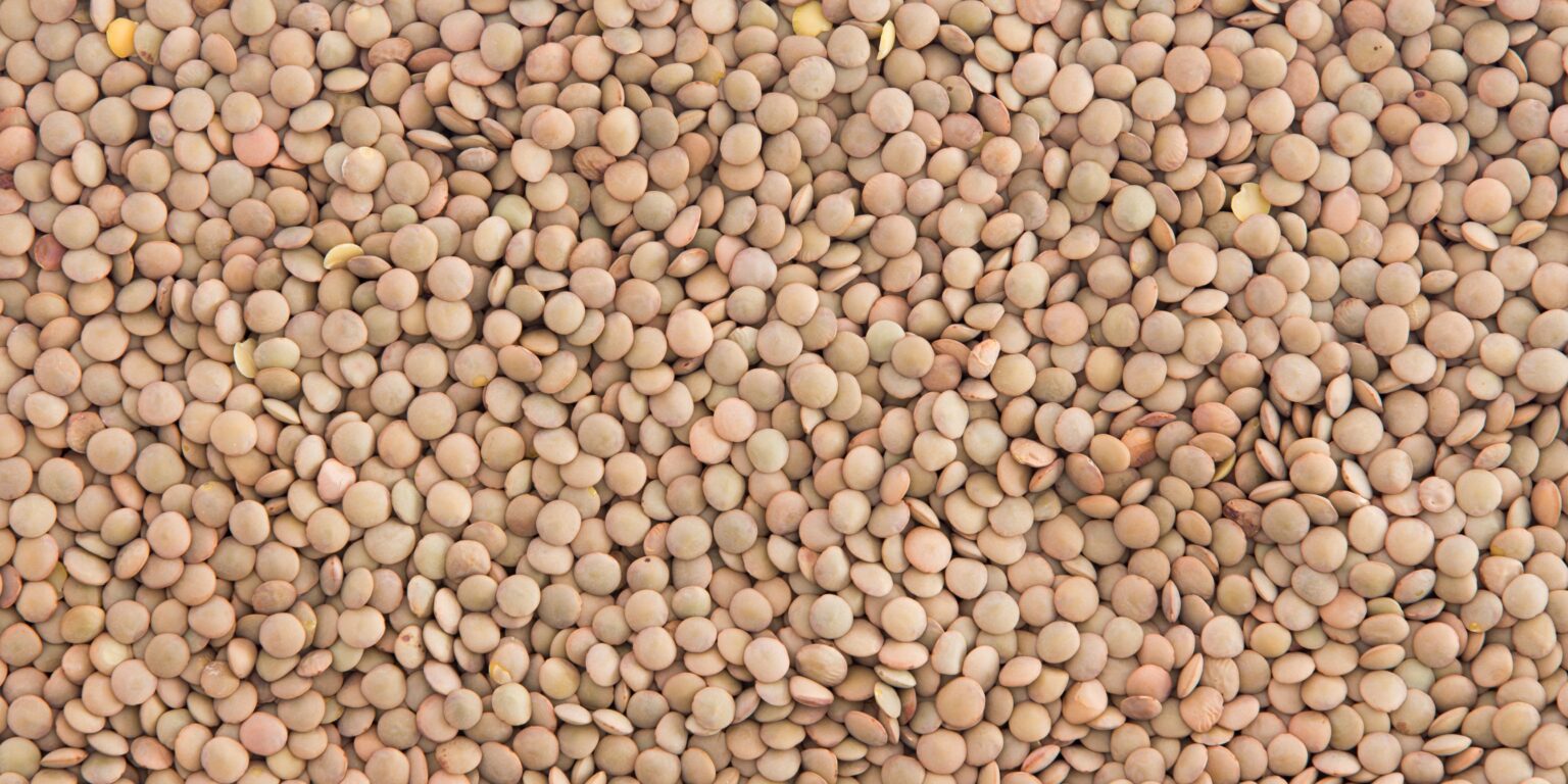 Masoor Whole Brown Whole Brown Lentils Lens Culinaris Apex International