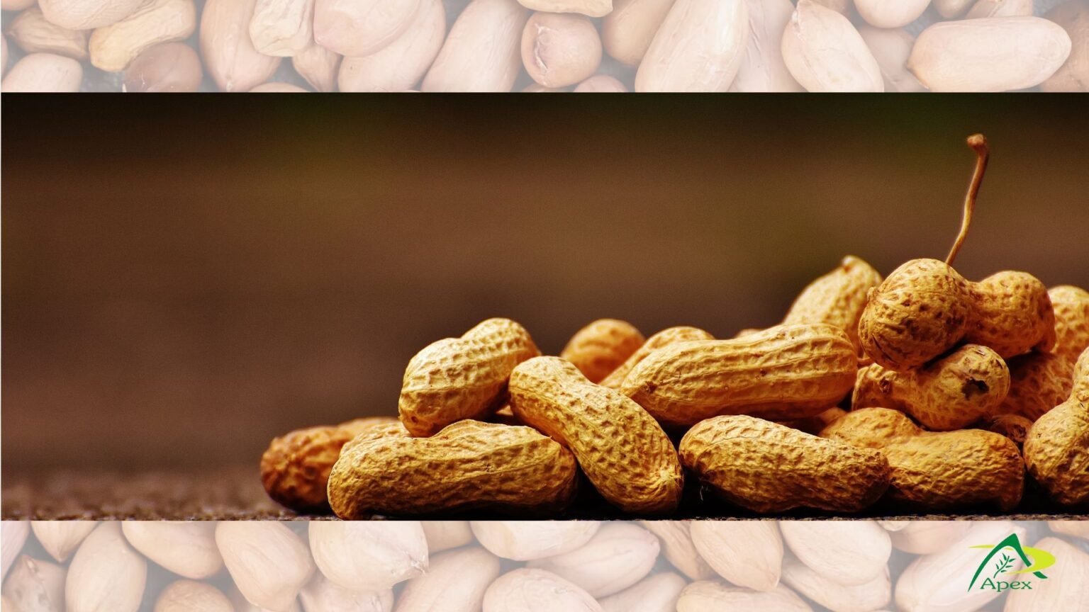 Blanched, Java, Bold Groundnut -Peanut Supplier & Exporter India