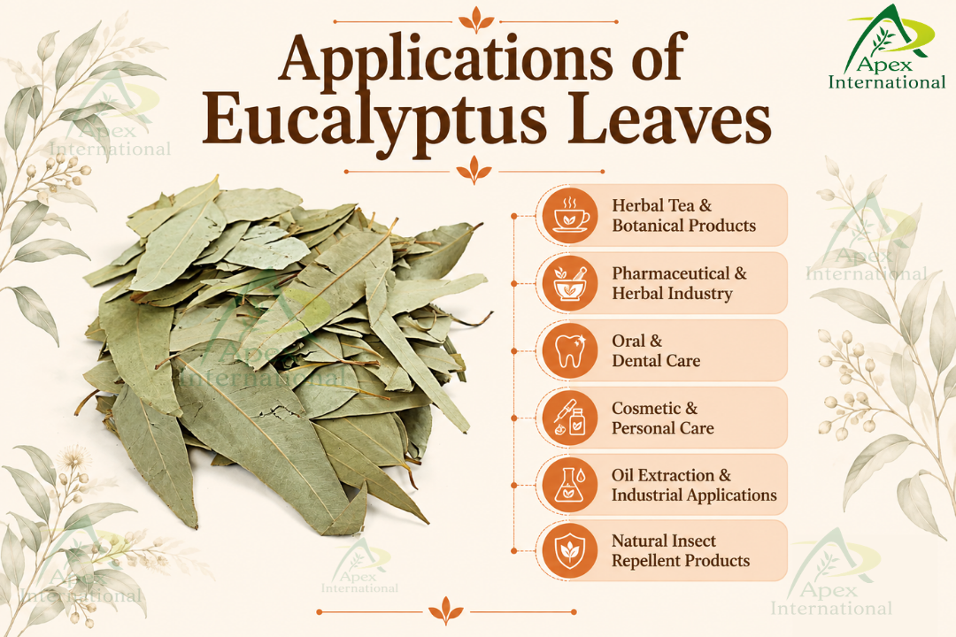 Applications of Eucalyptus Leaves